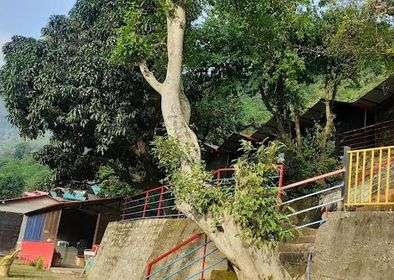 Deluxe Camping in Rishikesh